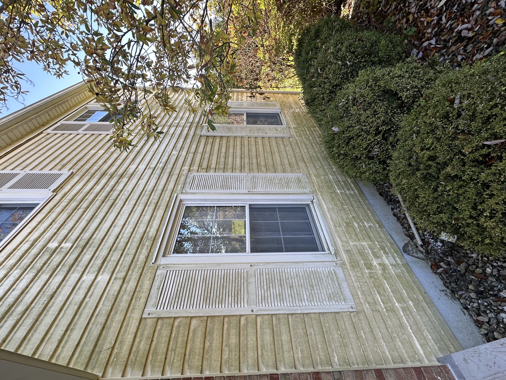 Before soft washing — algae on siding